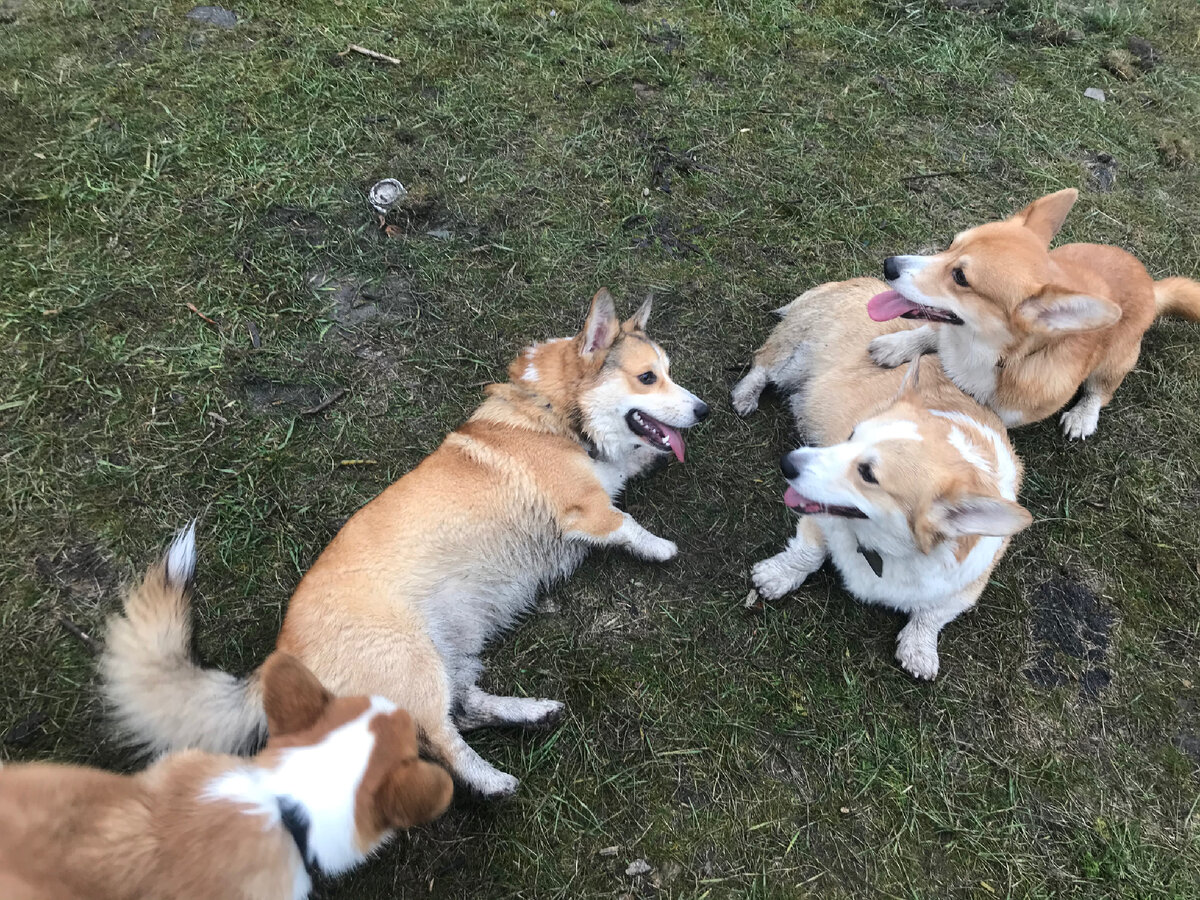 Корги на прогулке. Хантер с друзьями