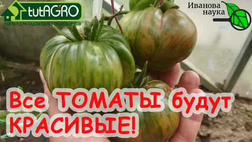 Download Video: 2 необычных способа подкормки ТОМАТА для красивых, сочных и вкусных плодов без ТРЕЩИН и ИЗЪЯНОВ. Для теплиц и открытого грунта.