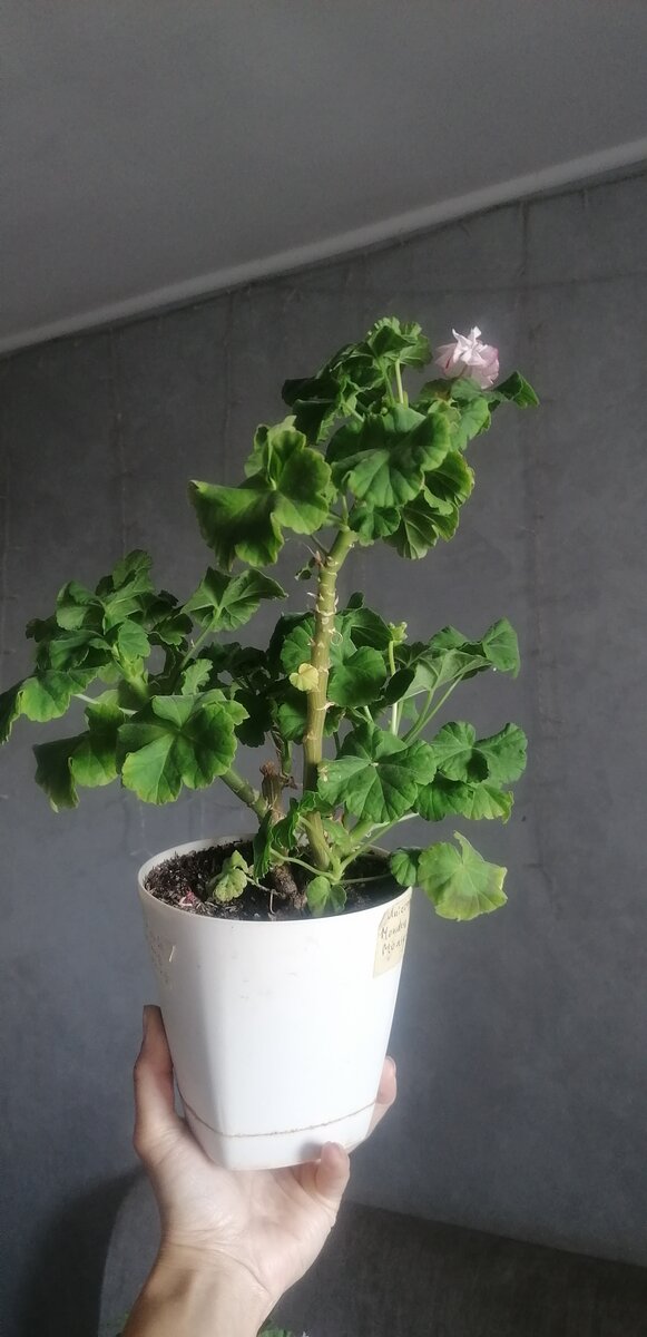 Unicorn Monday Morning до стрижки 