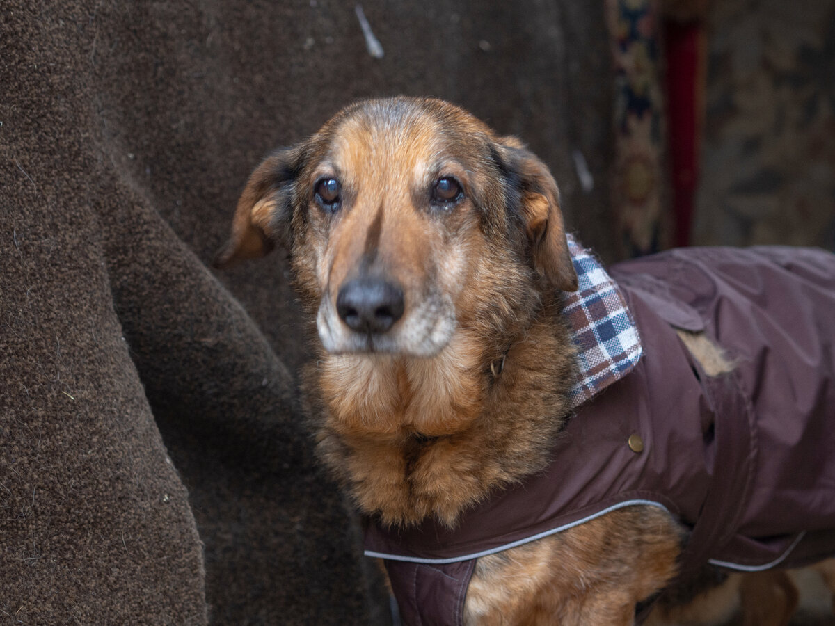 Леончик очень любит посидеть в тепле, уютившись на лежачке