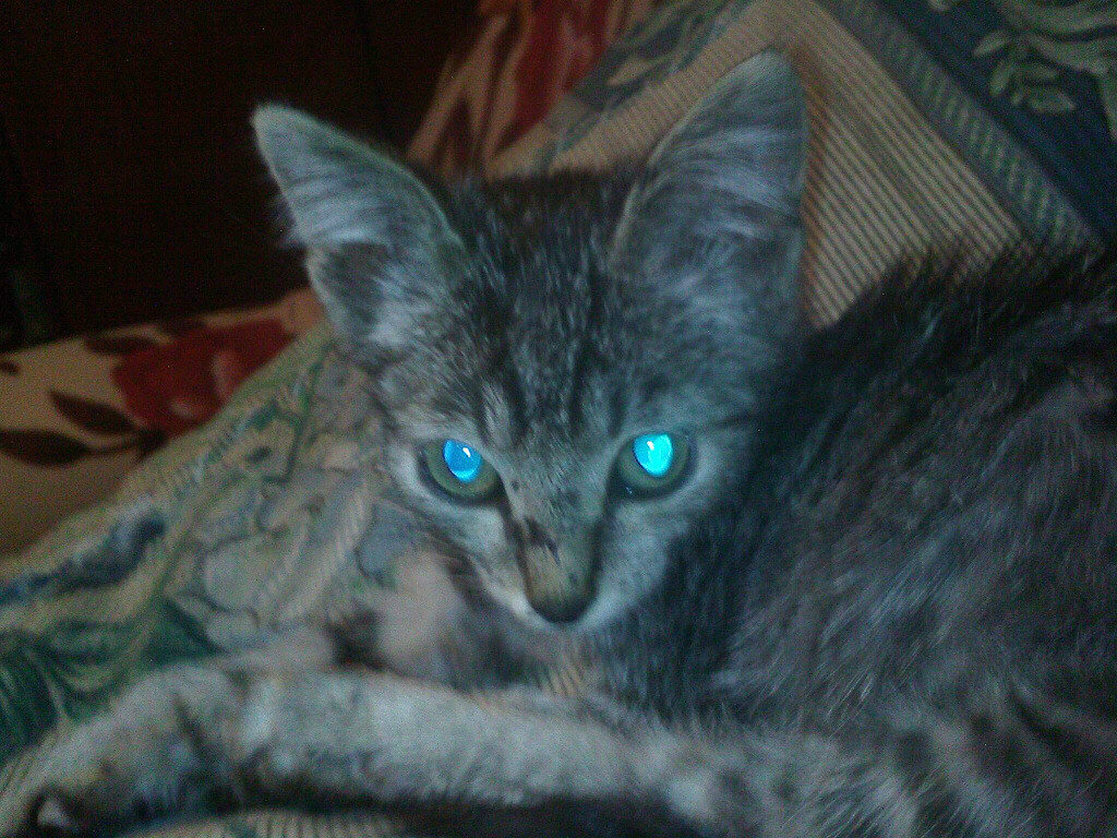 Котенок, наверное, жил под мостом