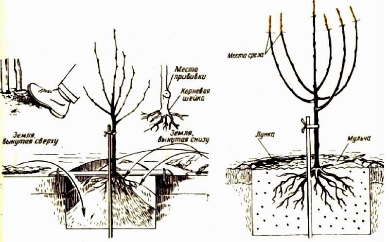 Какие плодовые сажают весной. Корневая шейка саженца вишни. Корневая шейка саженца черешни. Схема посадка черешни весной.