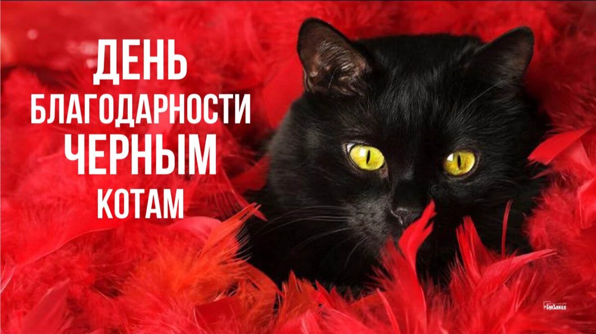 День благодарности черным котам. Иллюстрация: «Весь Искитим»