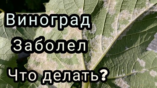 виноград заболел, что делать 17,08,23