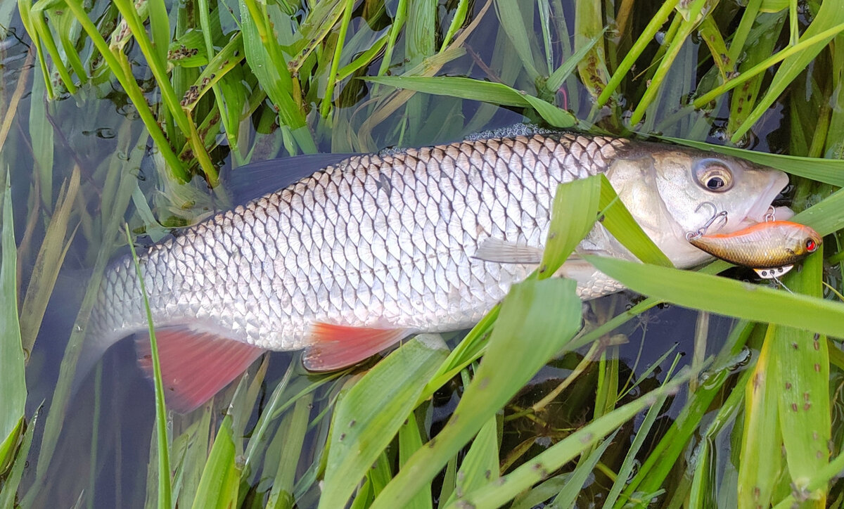 Угра спорт рыболовный магазин. Голавль обыкновенный. Речная рыба голавль. Афипский голавль. Голавль Черноморский.