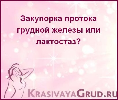 Сосет ли вас ваш кот? - Мир животных