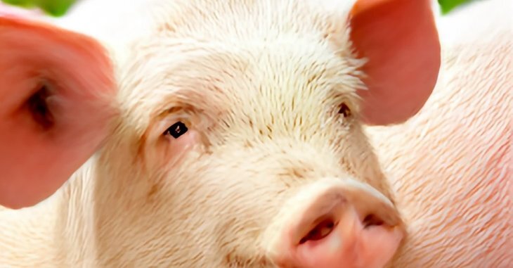    Лечение диареи у свиней в условиях кризиса устойчивости к противомикробным препаратам