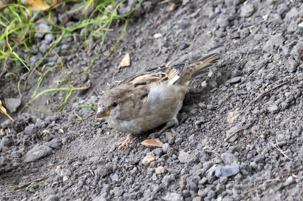 1. Самка домового воробья © NickFW.ru — 04.09.2020г.
