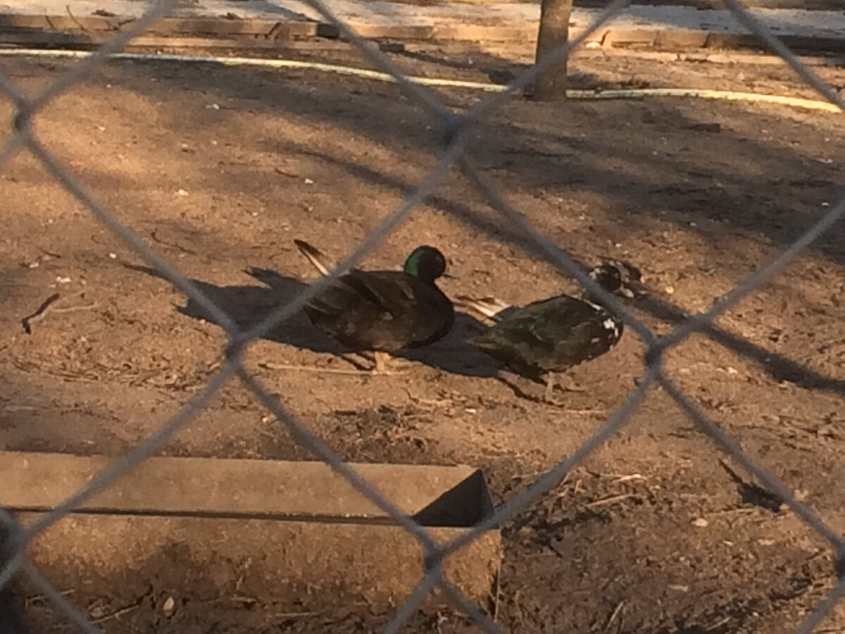 Соседские утки.