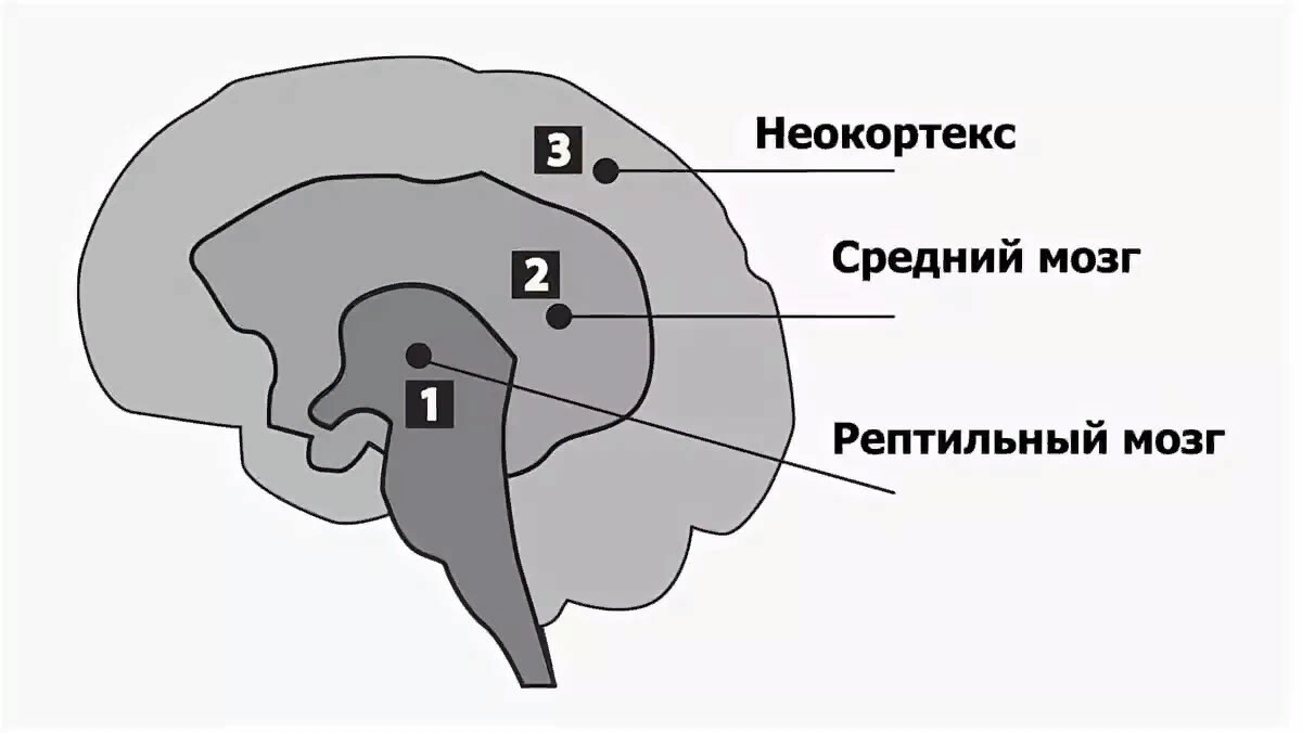 3 слоя мозга. Неокортекс лимбическая система и рептильный мозг. Структура мозга человека 3 уровня. Строение мозга человека неокортекс. Мозг человека строение рептильный неокортекс.