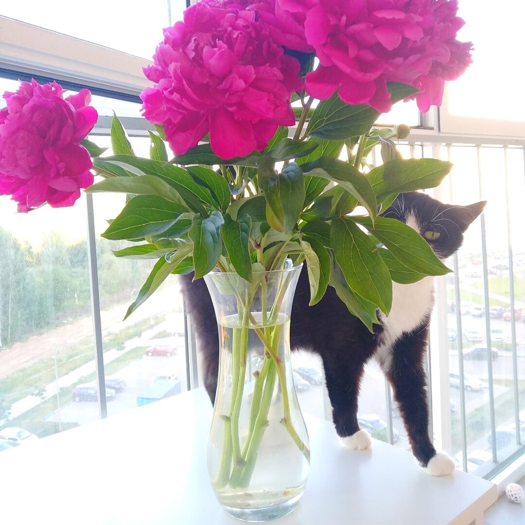 Антистресс Пионы и антистресс кошка Буся