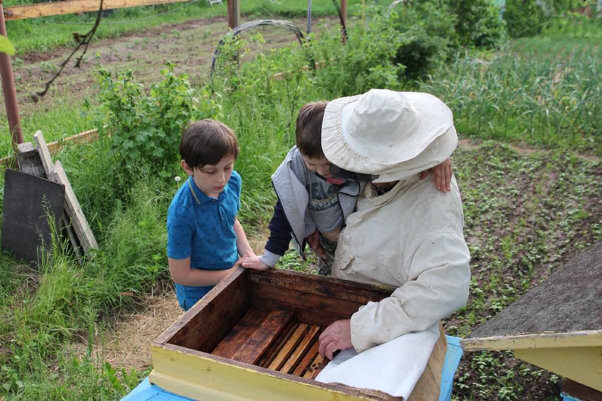 ПЧЁЛЫ на даче. Налетел РОЙ ПЧЁЛ. 🐝🐝🐝 ЧТО ДЕЛАТЬ? Дедушкины пчёлы и  пасека. Изучаем пчёл | ArtemLand | Дзен