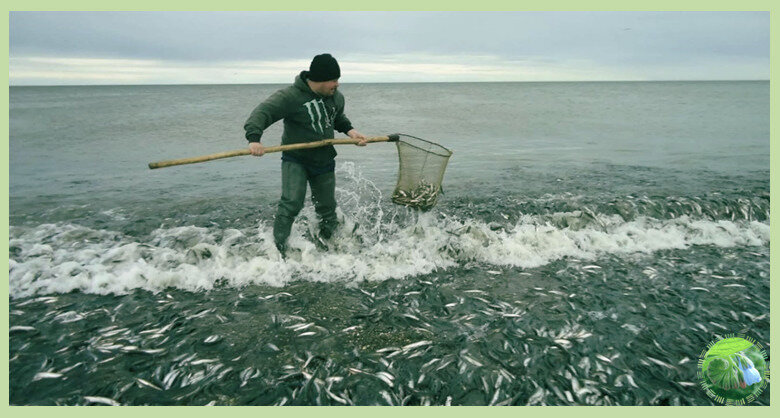 Мойвы подходит к берегу в таком количестве, что её без труда ловят вот такими сачками.