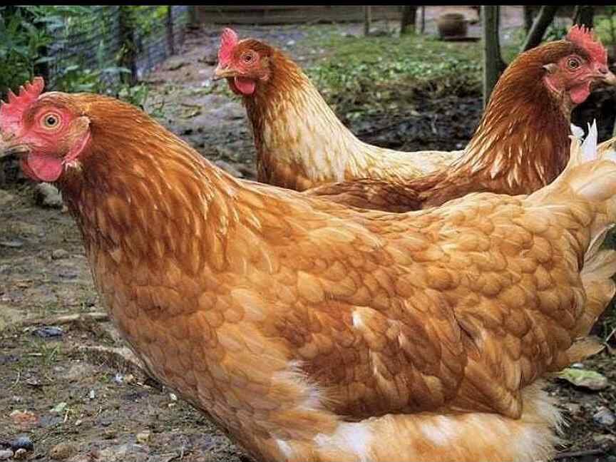 Прогулка курей