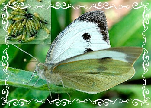 Фото: pixabay.com 