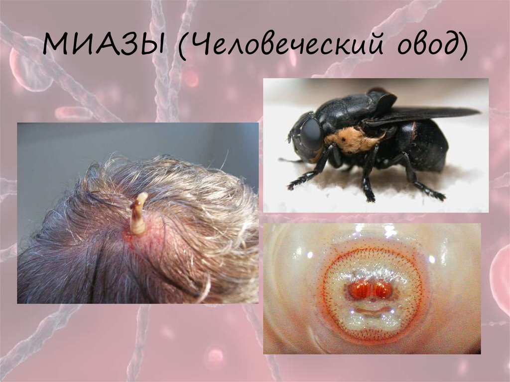 Использовано фото ресурса www.ppt-online.org