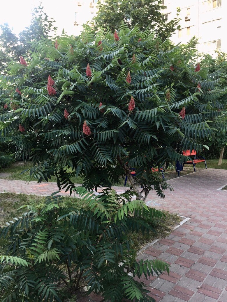 Все о саде и ландшафтном дизайне