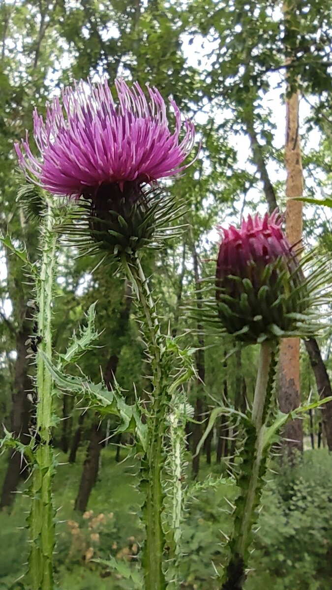 Фото Лиана Романова