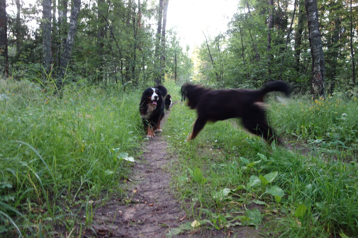Плутоха в полете!)) Жаль не получилось фото качественным