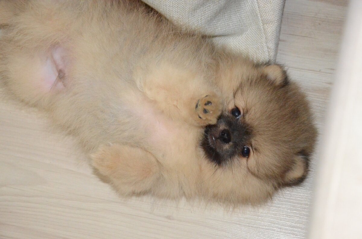 5 месяцев. Цвета шерсти шпица. Параметры померанского шпица. Померанский шпиц характеристика. Померанский шпиц типы лисичка и медвежонок.