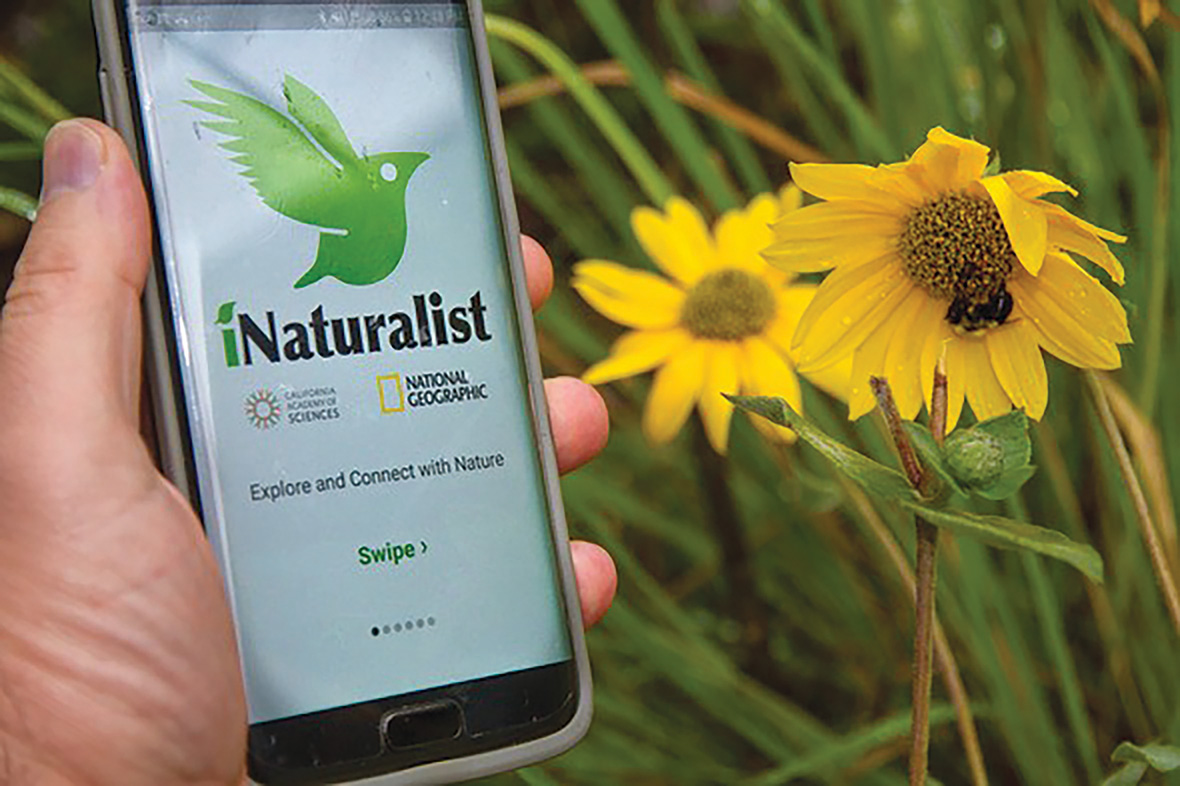 Inaturalist org на русском. INATURALIST приложение. INATURALIST натуралист. Логотип INATURALIST. Идентификация растений.