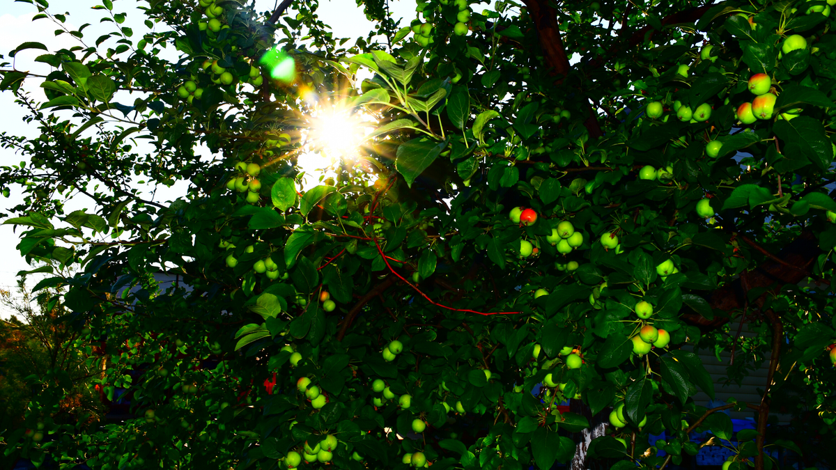 Солнце запуталось в ветвях яблони. Омская область, СНТ Нефтяник-2, 04.07.2020 17.30.