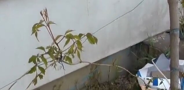Двухлетний кампсис