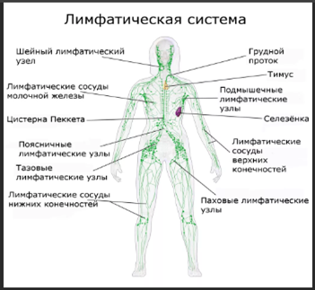 взято из интернета