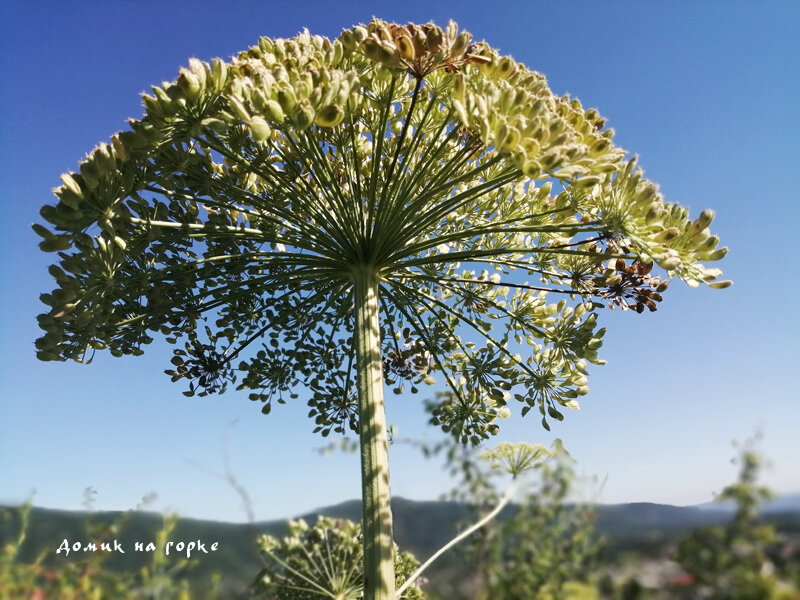 Уже отцвёл и вот-вот дозреют семена.