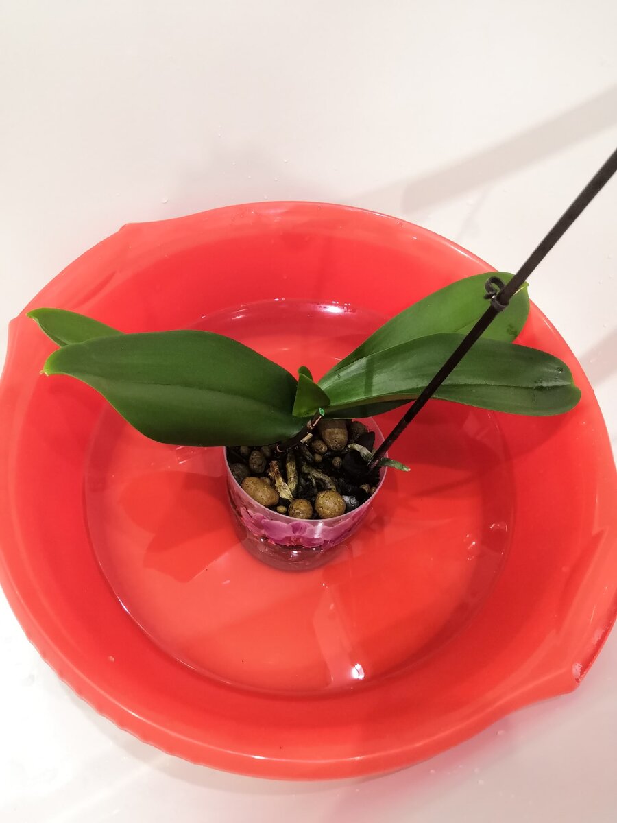 Поливаем орхидею правильно.