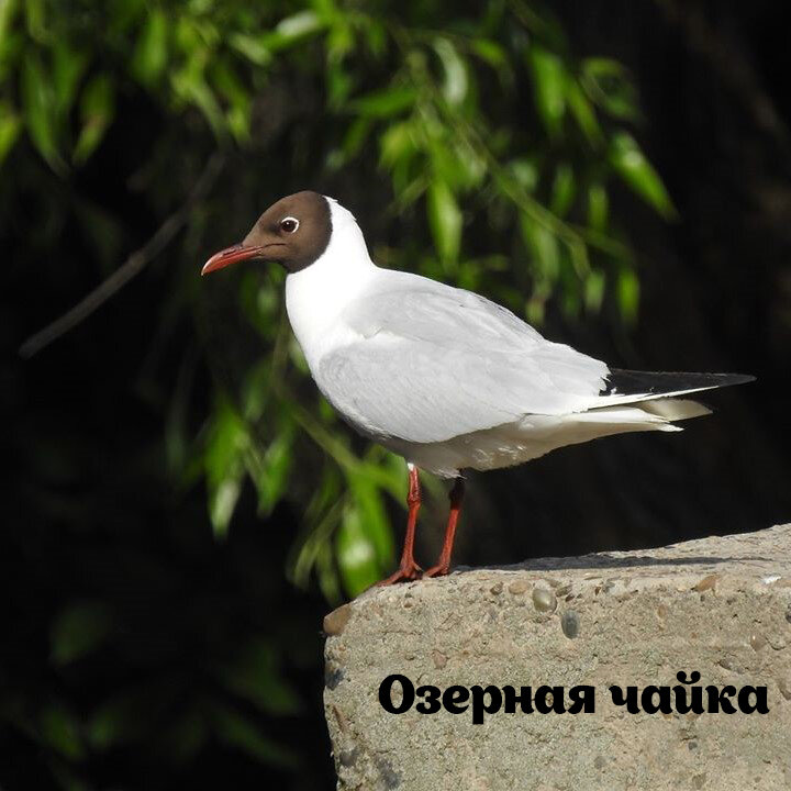 Озёрная чайка (Larus ridibundus) — Птицы Европейской части России