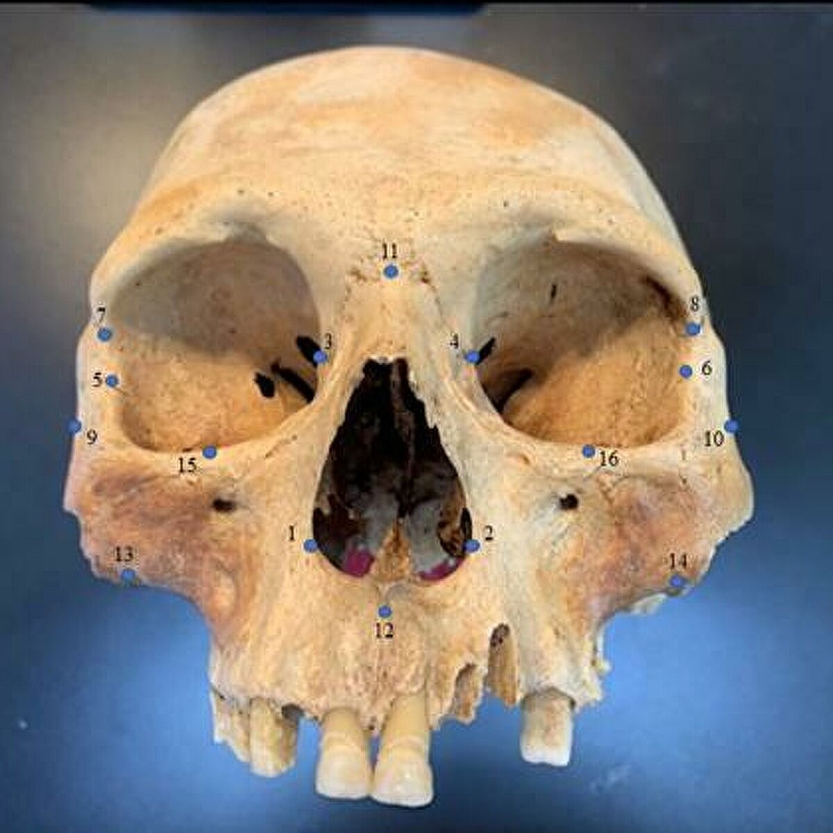 © Фото : Анн Росс, Университет Северной Королины