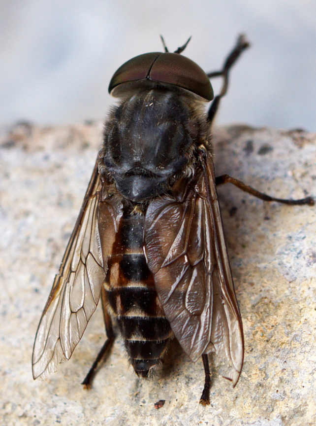 Паут. Слепень Tabanus. Паут Овод слепень. Слепень Tabanus bovinus. Муха осенняя жигалка.