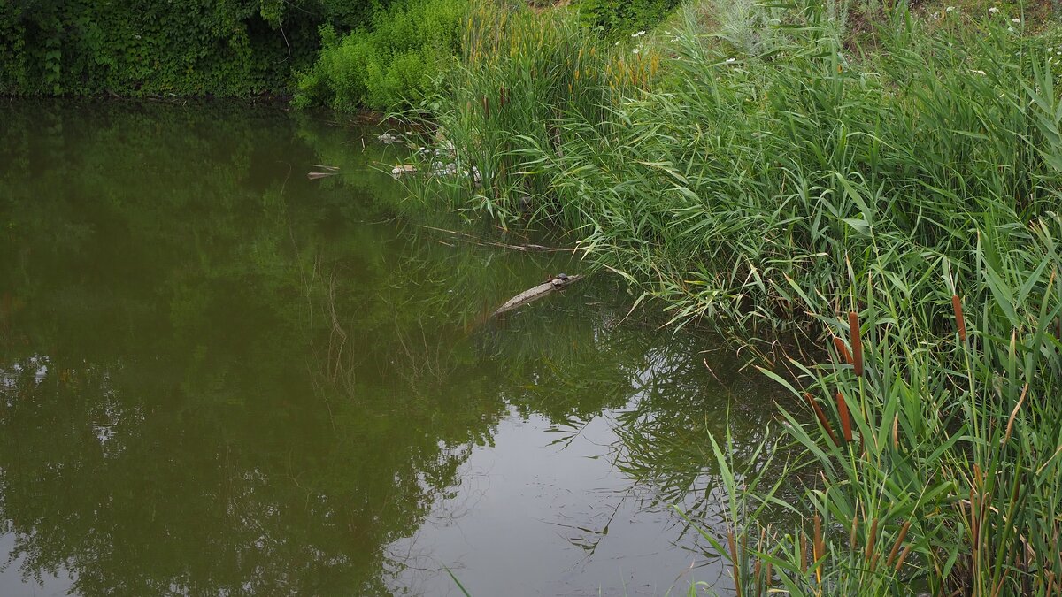 Типичный пресноводный водоем с разной живностью 