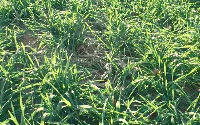 Жито. Видно, что его заделать будет очень сложно