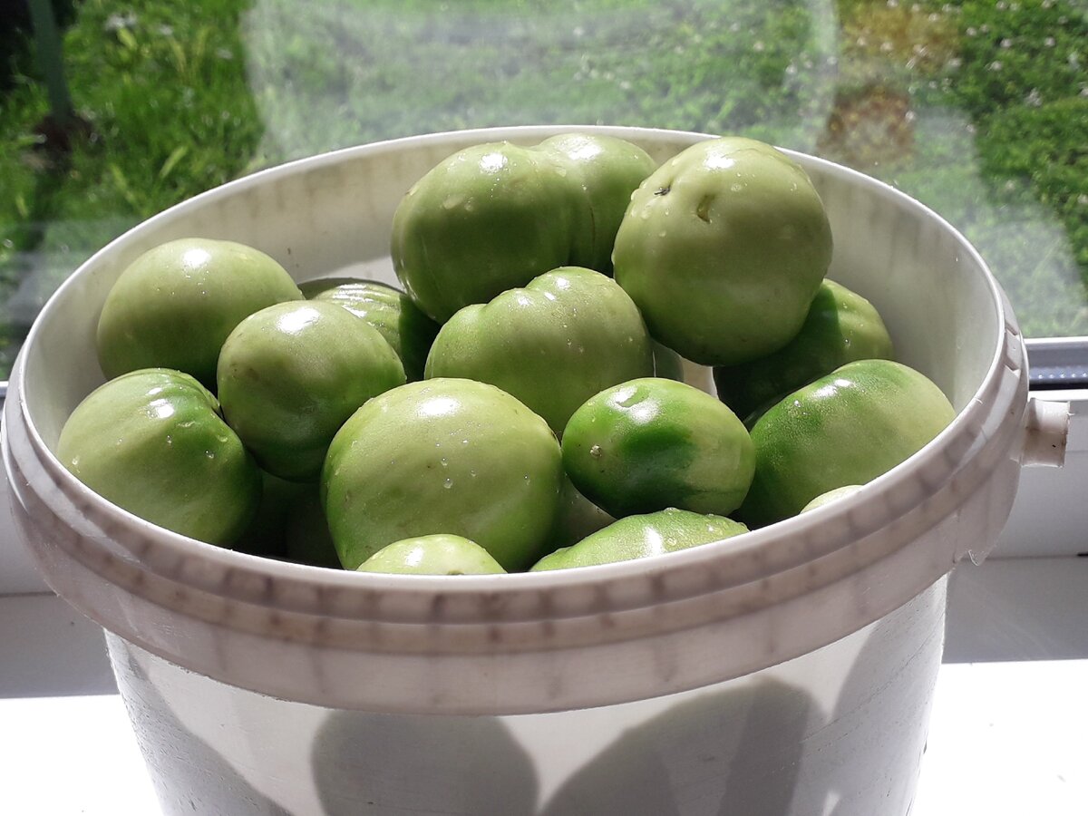 Зеленые помидоры в ведре