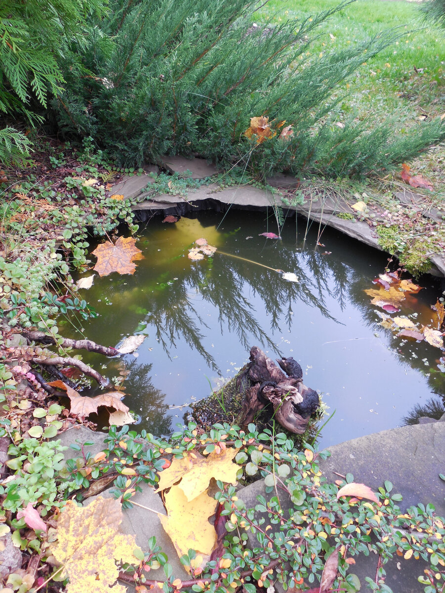 Эта шина стала основой прудика