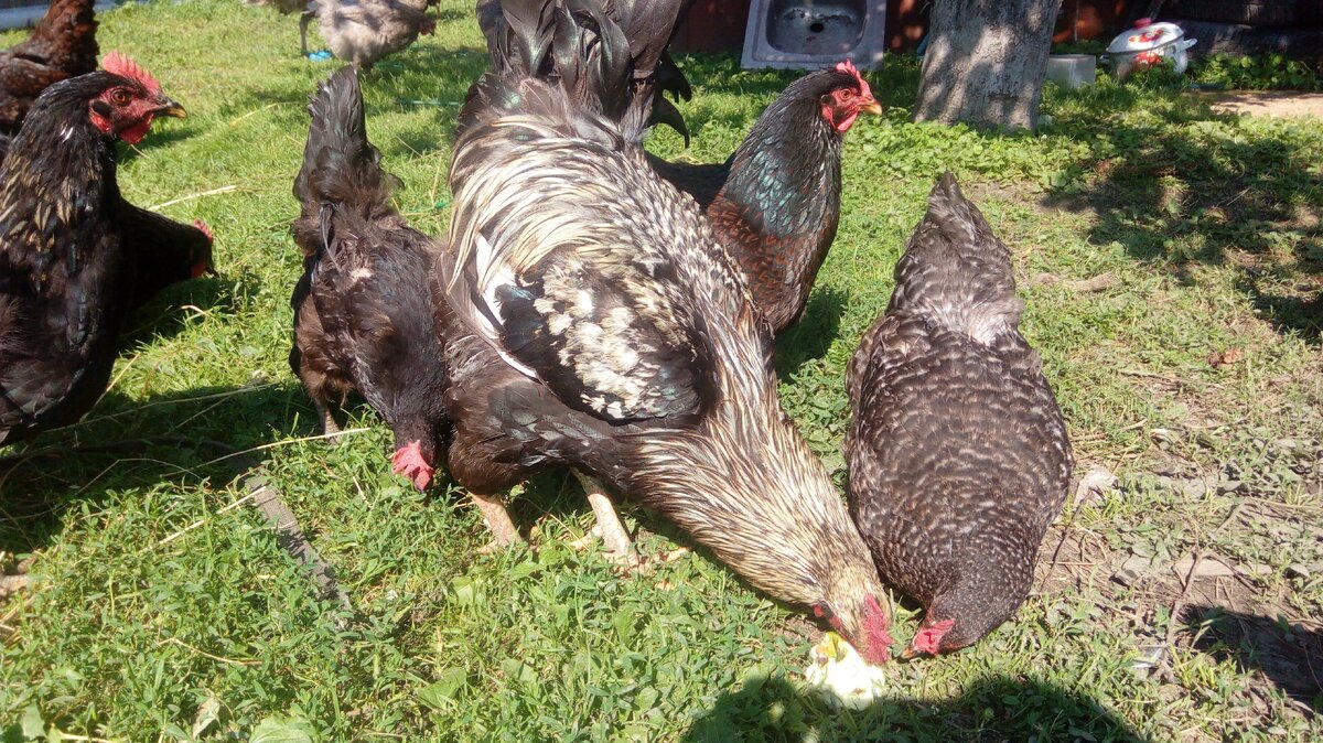 Яблоки любят все. 