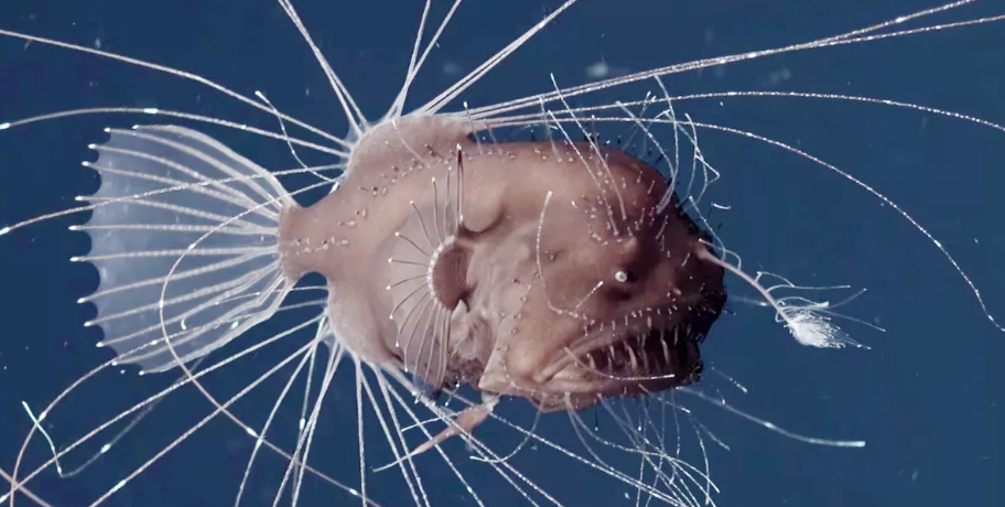 Рыба-удильщик