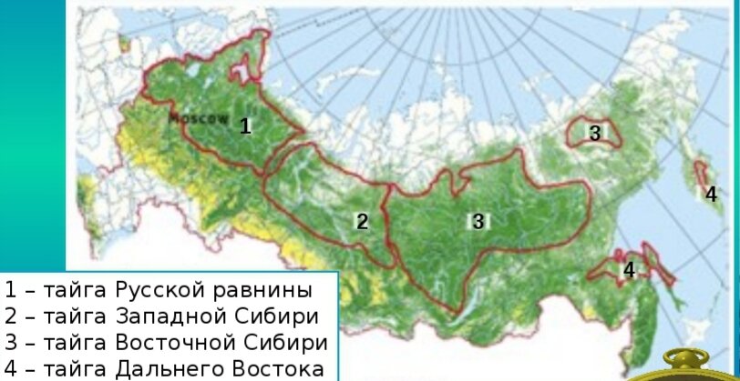 Занимаемая территория лесов. Зона хвойных лесов на карте России. Территория тайги на карте России. Расположение зоны тайги. Зона тайги на карте.