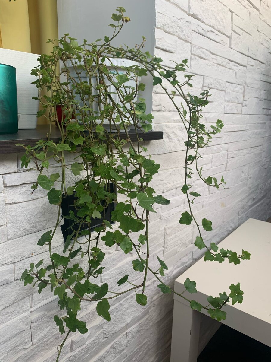 и два кустика поменьше