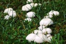 Шампиньон полевой.