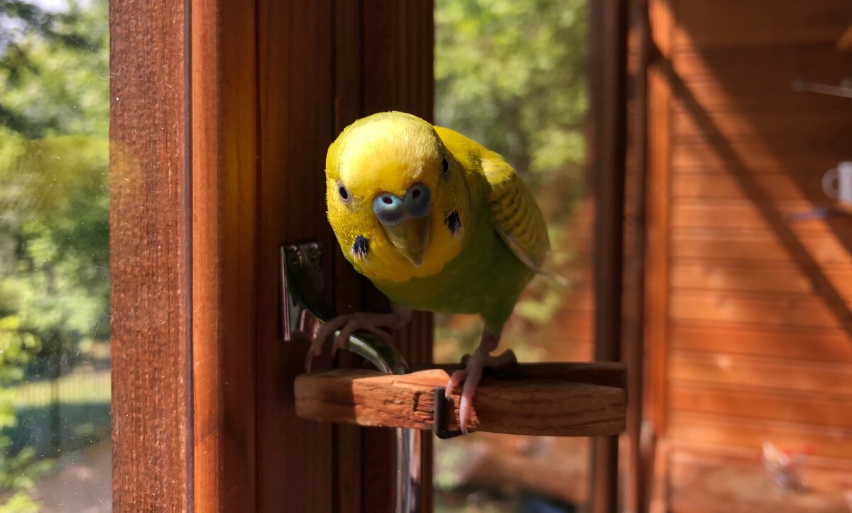 На солнечном балконе. 