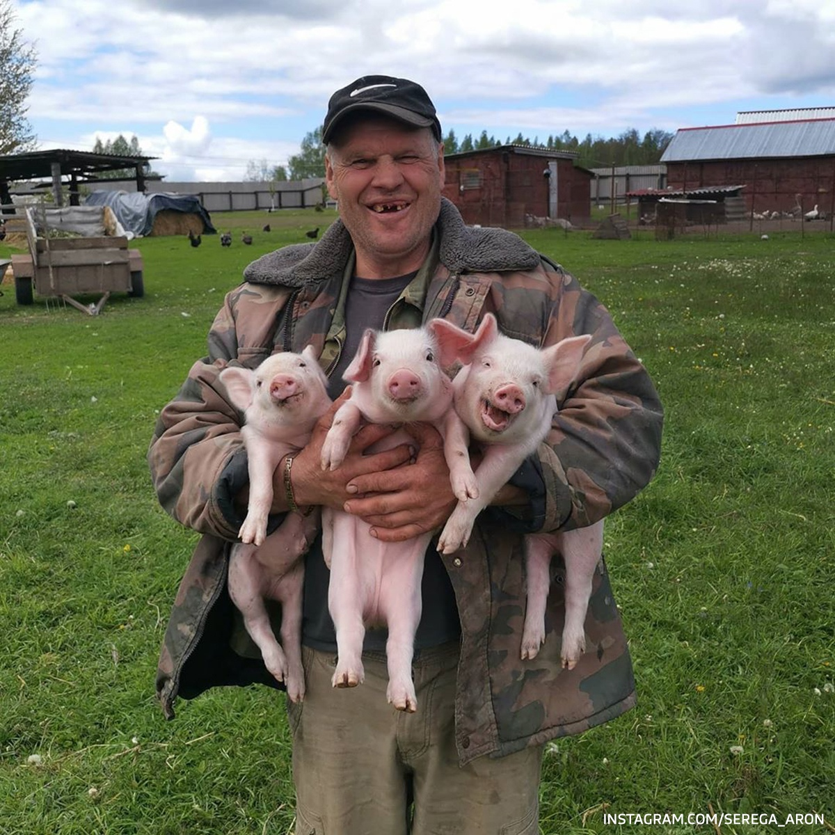 Поросята едят.40 дней к продаже готов.Piglets edyat.40 days ready for sale. - Yo