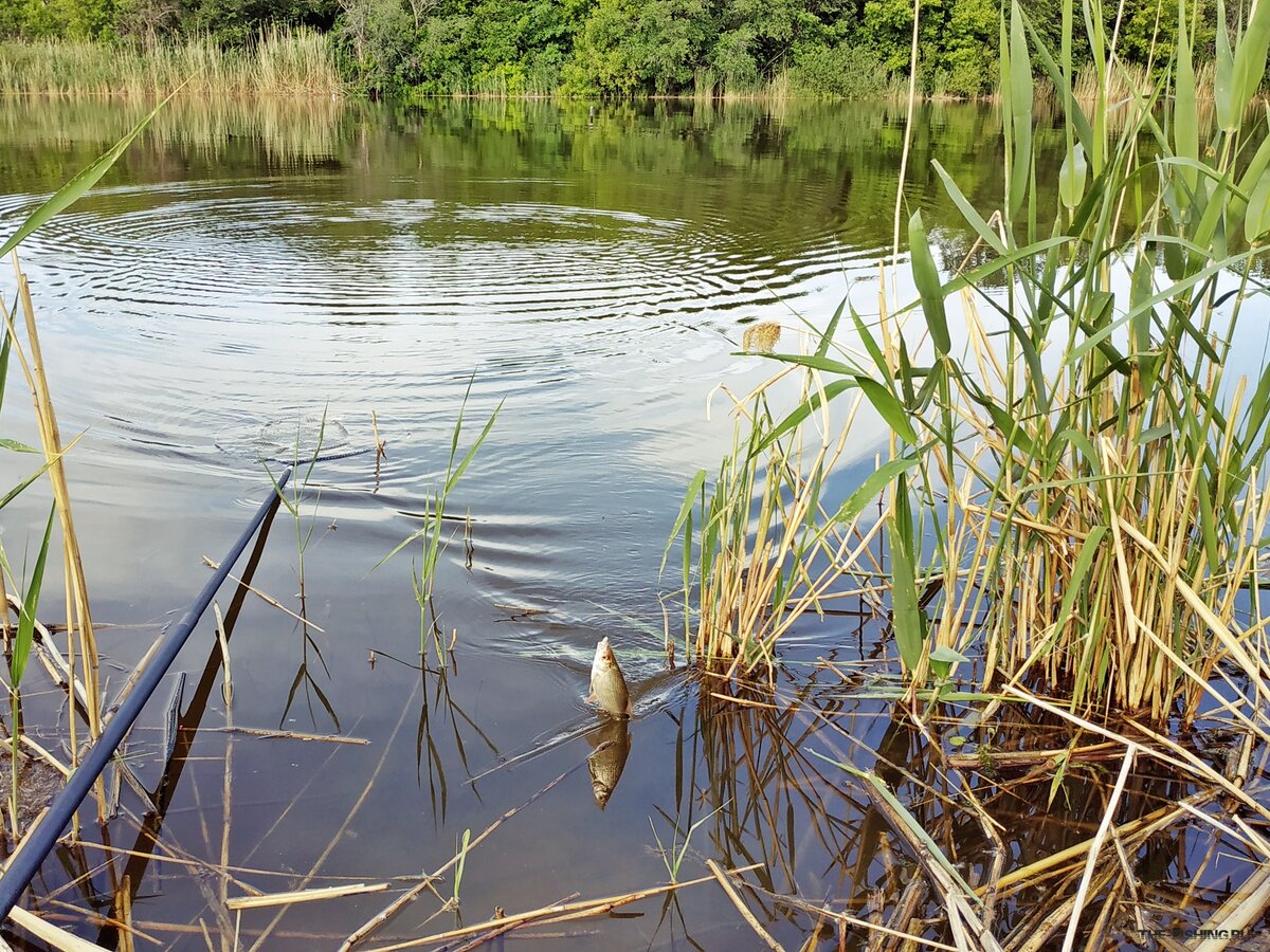 Плотва на перловку