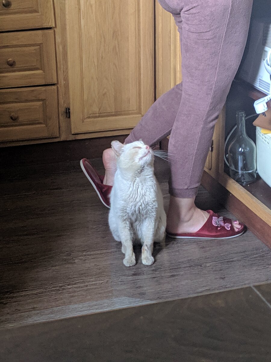 Довольный после дегустации котик