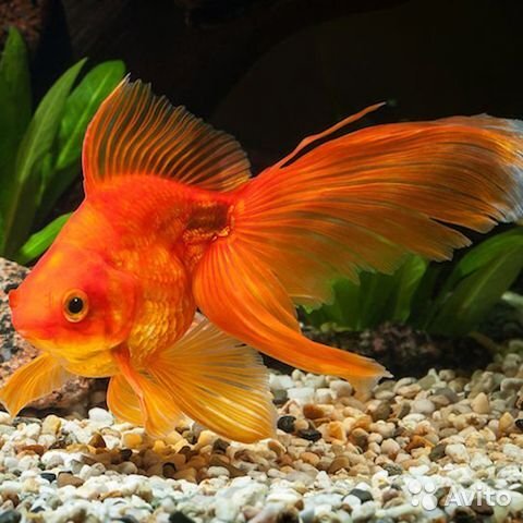 https://www.avito.ru/moskva/akvarium/zolotaya_rybka_1807223374