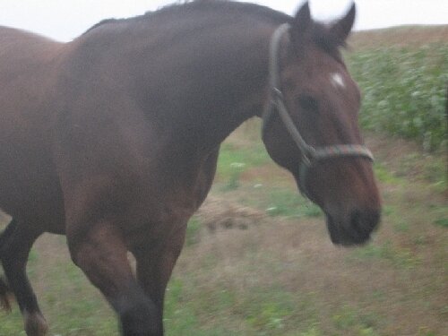 Лошадь Гонг