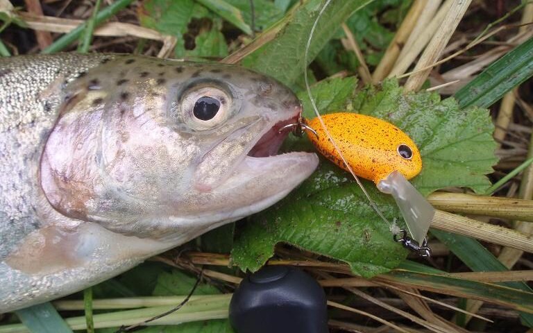 Весной и осенью в течение дня форель клюет исправно. Пик ее активности приходится на ранее утро. Затем к обеду количество атак приманок уменьшается, но к вечеру подвижность и аппетит рыбы возобновляется. На некоторых платных прудах хищник может начинать брать еще до восхода солнца. Если рыболову известен такой факт и правила водоема разрешают рыбачить в такую рань, то попробовать половить стоит. Часто в темноте попадаются самые крупные экземпляры, которые днем обычно игнорируют блесны.