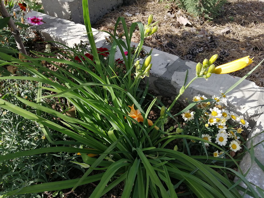 Цветочков пока не много, но вскоре они раскроются